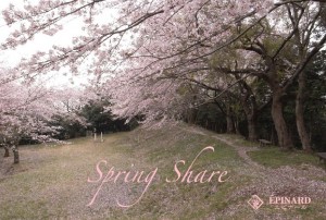 oiso-cherry-blossoms
